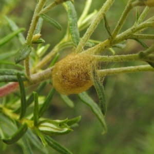 Salsa fuliginata at Crackenback, NSW - 5 Feb 2022 04:54 PM