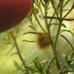 Salsa fuliginata at Crackenback, NSW - 5 Feb 2022 04:54 PM