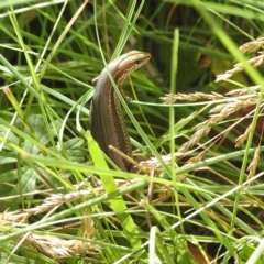 Pseudemoia entrecasteauxii (Woodland Tussock-skink) at Crackenback, NSW - 5 Feb 2022 by HelenCross