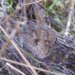 Geitoneura klugii at Crackenback, NSW - 5 Feb 2022