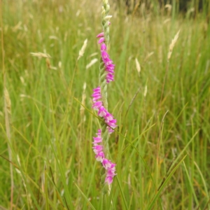 Spiranthes australis at Kosciuszko National Park, NSW - suppressed