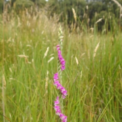 Spiranthes australis at Kosciuszko National Park, NSW - suppressed