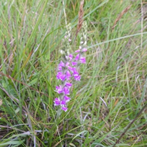 Spiranthes australis at Kosciuszko National Park, NSW - suppressed