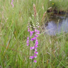 Spiranthes australis at Kosciuszko National Park, NSW - suppressed