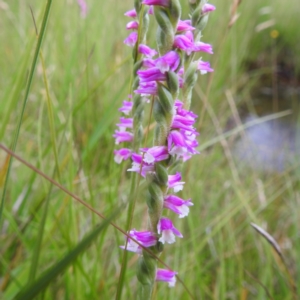 Spiranthes australis at Kosciuszko National Park, NSW - suppressed