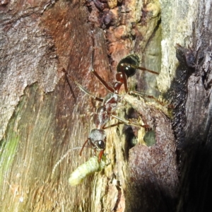 Myrmecia sp. (genus) at Crackenback, NSW - 5 Feb 2022