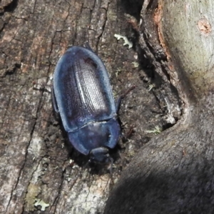 Pterohelaeus planus at Crackenback, NSW - 5 Feb 2022