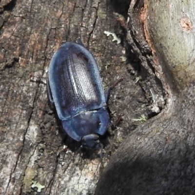 Pterohelaeus planus (Pie dish beetle) at Kosciuszko National Park - 5 Feb 2022 by HelenCross