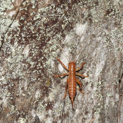 Arrolla sp. (genus) (Raspy Cricket) at Crackenback, NSW - 5 Feb 2022 by HelenCross