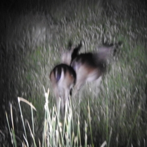 Dama dama at Kosciuszko National Park, NSW - suppressed