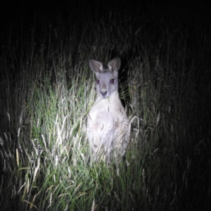 Macropus giganteus at Kosciuszko National Park, NSW - 5 Feb 2022