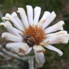 Araneus sp. (genus) (Orb weaver) at Kosciuszko National Park - 5 Feb 2022 by HelenCross