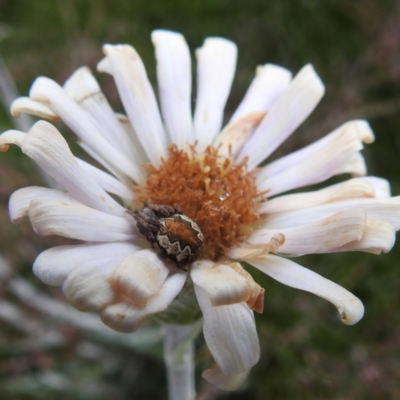 Araneus sp. (genus) (Orb weaver) at Thredbo, NSW - 5 Feb 2022 by HelenCross