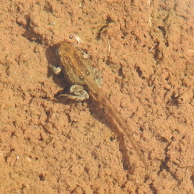 Crinia sp. (genus) (A froglet) at Kosciuszko National Park - 5 Feb 2022 by HelenCross