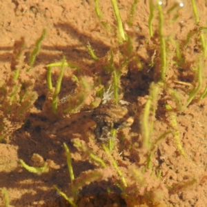 Crinia sp. (genus) at Thredbo, NSW - 6 Feb 2022 10:54 AM