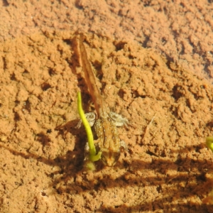 Crinia sp. (genus) at Thredbo, NSW - 6 Feb 2022 10:54 AM