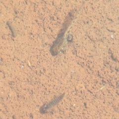 Crinia sp. (genus) at Thredbo, NSW - 6 Feb 2022 10:54 AM