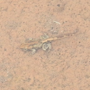 Crinia sp. (genus) at Thredbo, NSW - 6 Feb 2022 10:54 AM