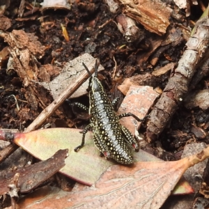 Monistria concinna at Thredbo, NSW - 6 Feb 2022 11:26 AM