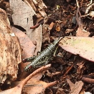 Monistria concinna at Thredbo, NSW - 6 Feb 2022