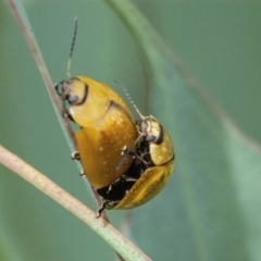 Paropsisterna cloelia (Eucalyptus variegated beetle) at Googong, NSW - 1 Feb 2022 by WHall