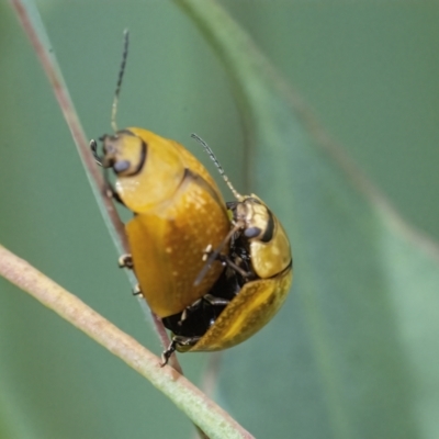 Paropsisterna cloelia (Eucalyptus variegated beetle) at Googong, NSW - 1 Feb 2022 by WHall