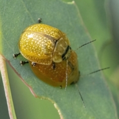 Paropsisterna cloelia at Googong, NSW - 1 Feb 2022