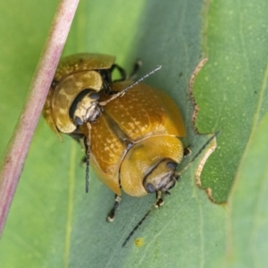 Paropsisterna cloelia at Googong, NSW - 1 Feb 2022