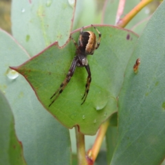 Araneinae (subfamily) (Orb weaver) at Thredbo, NSW - 6 Feb 2022 by HelenCross