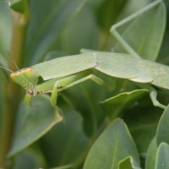 Orthodera ministralis (Green Mantid) at Googong, NSW - 6 Feb 2022 by WHall