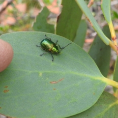 Edusella sp. (genus) (A leaf beetle) at Kosciuszko National Park - 6 Feb 2022 by HelenCross