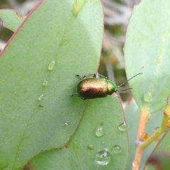 Edusella sp. (genus) at Thredbo, NSW - 6 Feb 2022 11:39 AM