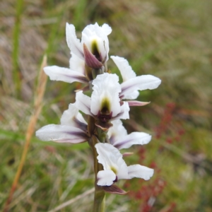 Paraprasophyllum alpestre at Kosciuszko National Park, NSW - suppressed