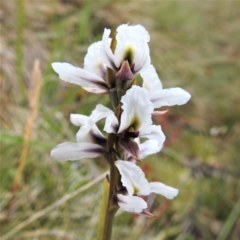 Paraprasophyllum alpestre at Kosciuszko National Park, NSW - suppressed