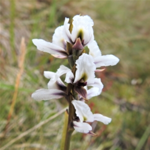 Paraprasophyllum alpestre at Kosciuszko National Park, NSW - suppressed