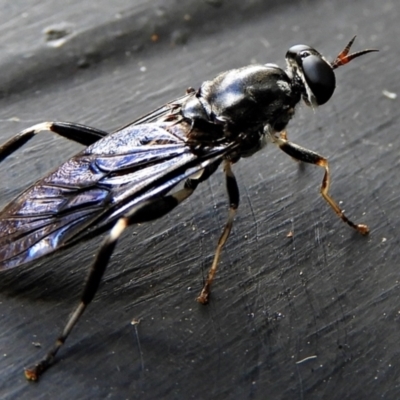 Exaireta spinigera (Garden Soldier Fly) at Crooked Corner, NSW - 7 Feb 2022 by Milly