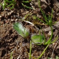 Riccia cartilaginosa (Liverwort) at National Arboretum Forests - 19 Sep 2020 by JanetRussell