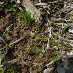 Riccia cartilaginosa at Molonglo Valley, ACT - 19 Sep 2020