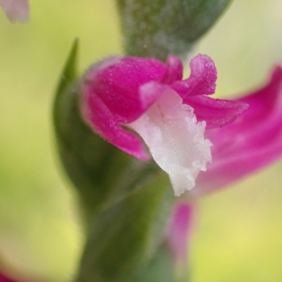 Spiranthes australis (Austral Ladies Tresses) at Vincentia, NSW - 5 Feb 2022 by AnneG1