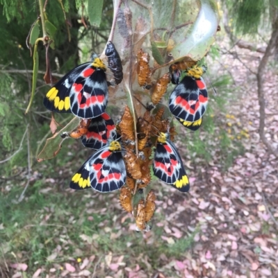 Delias harpalyce (Imperial Jezebel) at Wamboin, NSW - 6 Feb 2022 by natureguy