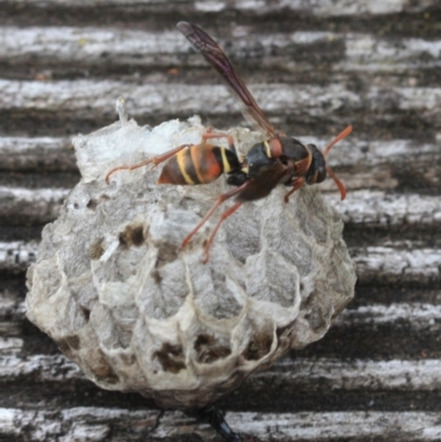 Polistes (Polistella) humilis (Common Paper Wasp) at Tathra, NSW - 16 Jan 2022 by KerryVance
