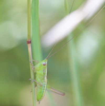 Tettigoniidae (family) (Unidentified katydid) at Tathra, NSW - 15 Jan 2022 by KerryVance