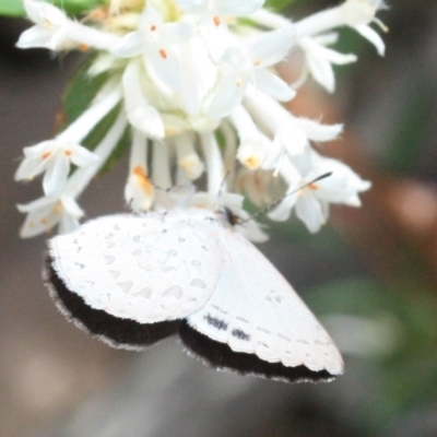 Erina hyacinthina (Varied Dusky-blue) at Mogareeka, NSW - 13 Jan 2022 by KerryVance