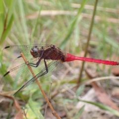 Orthetrum villosovittatum (Fiery Skimmer) at Vincentia, NSW - 6 Feb 2022 by AnneG1