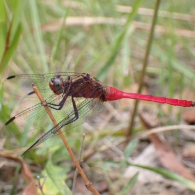 Orthetrum villosovittatum (Fiery Skimmer) at Vincentia, NSW - 6 Feb 2022 by AnneG1