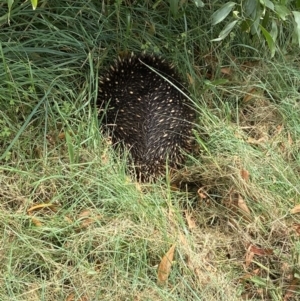 Tachyglossus aculeatus at Duffy, ACT - 31 Jan 2022