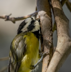 Falcunculus frontatus (Eastern Shrike-tit) at Cavan, NSW - 5 Feb 2022 by trevsci