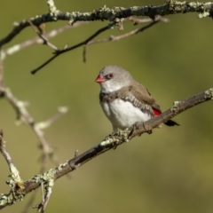 Stagonopleura guttata (Diamond Firetail) at Cavan, NSW - 5 Feb 2022 by trevsci