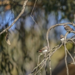 Stagonopleura guttata at Cavan, NSW - suppressed