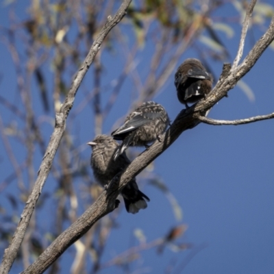 Artamus cyanopterus (Dusky Woodswallow) at Cavan, NSW - 5 Feb 2022 by trevsci